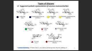 N amp O glycans and Sialic Acid Glycans [upl. by Erdna308]