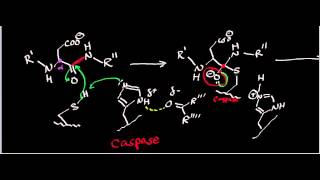 Biochemistry  Protease Mechanisms Part 23 [upl. by Armallas]