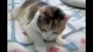 Feline Vestibular Syndrome [upl. by Tacklind]