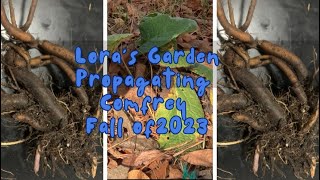 Propagating Comfrey Fall 2023 [upl. by Pallua696]