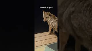 COYOTES🐺 weavethecoyote coyote dog howling duckholliday puppy cute animals new nature [upl. by Hgielak26]