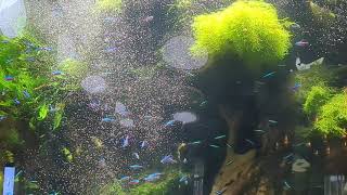 Feeding time for the tetras and other tropical freshwater fish in the Tierpark Berlin aquarium [upl. by Holleran812]