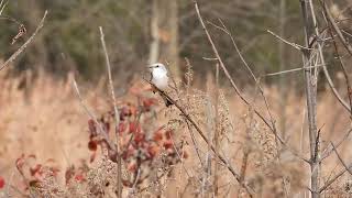 Scissortailed flycatcher 3 [upl. by Darbee]