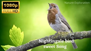 nightingale bird  bird songbirds  birds chirping  nightingale nature explorationwild life [upl. by Raddie]