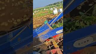 Copy and open Douyin to see aWorks shared by agricultural machinery in the fields Potato harvester [upl. by Carlene24]