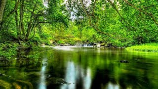 Forest ambiance  Water stream sounds  Babbling water sound [upl. by Ettenrahs279]