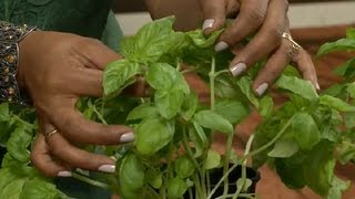 How to Care for a Basil Plant  Gardening Tips [upl. by Jaclin458]