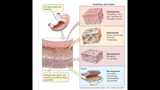 Zellverbindungen Histologie Vorlesung Zellbiologie Teil 16 [upl. by Faustine]