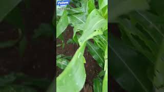 Ferterra  Chlorantraniliprole 04 W GR  मका अळी औषध youtubeshorts youtube bts nature video [upl. by Nnaul]