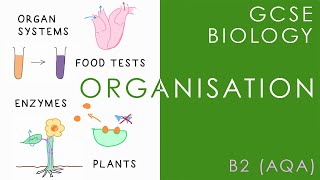 ORGANISATION  GCSE Biology AQA Topic B2 [upl. by Karlen]