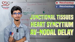 Conductive system of heart Junctional tissues amp Spread of electrical activity of heart in bangla [upl. by Ursola887]