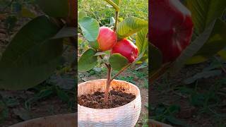 Unique Technique Grafting Apple Tree 😲 How To Grafting Apple Tree From Seed To Fruit shorts apple [upl. by Uhthna]