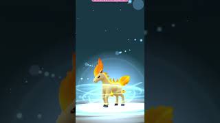 Ponyta evolved Rapidash🔥🔥🔥 [upl. by Mitran67]