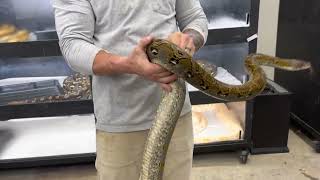 Marble Het Ghost Reticulated Python  Artemis [upl. by Nazario]