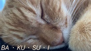 爆睡中の猫茶卵の場合Cat sleeping in a bomb [upl. by Acim141]