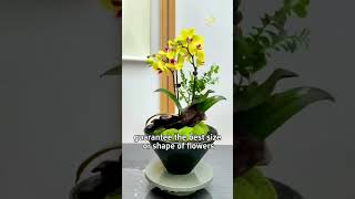 How to Properly Prune Phalaenopsis Orchids for Healthy Blooms [upl. by Shem889]