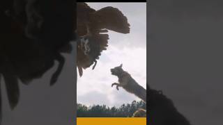 DOGS VS EAGLE  शॉर्ट्स shorts видео youtubeshorts यूट्यूब шорты вирусный वीडियो [upl. by Lletnwahs]