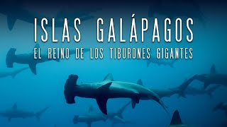 Islas Galápagos El reino de los tiburones gigantes [upl. by Baram]