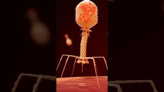 BACTERIOPHAGE science sciencefacts [upl. by Hurlbut]