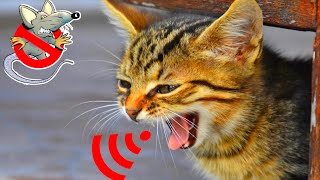 Cat Sounds to Scare Mice  Cat Sound for Rats  Cat Sounds to Scare Rats  Cat Sound to Kill Rats [upl. by Pattie886]