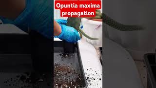 Opuntia maxima propagation Опунция Максима размножение [upl. by Htiekel]