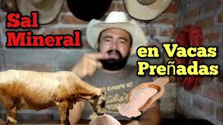 Es malo darles Sal Mineral a las Vacas o Novillas en Gestación [upl. by Auhs]