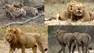 Black Dam males chase S8 fight hyenas  Aug 16 2023 [upl. by Amikan127]