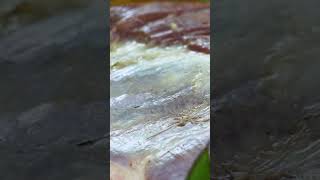 BBQ Pork Belly pork porkbelly asmr asmrfood foodvlog nature forest fyp natural usa roast [upl. by Yenffit349]