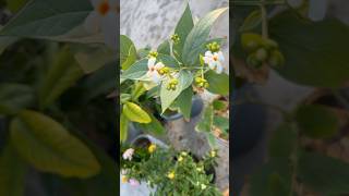 gardening plants gardeningtips shampysgarden flowers parijatplant mytakeonhomeandgarden [upl. by Sibby]