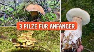 Pilze Sammeln für Anfänger 3 häufige Pilze [upl. by Waxman733]