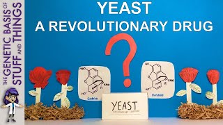 From yeast to opioids A revolutionary pathway to drug synthesis [upl. by Mitchiner]