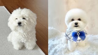 BICHON TURNING INTO A CLOUD ❤️🐻 [upl. by Erminie]