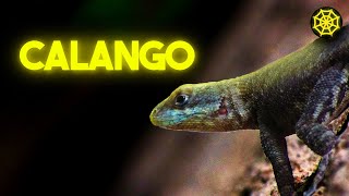 O LAGARTO MAIS COMUM DO BRASIL  SOBRE ANIMAIS [upl. by Marteena65]