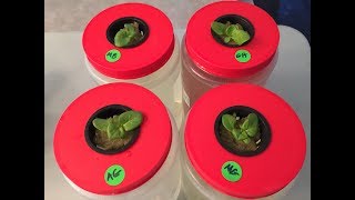 How To Start Seedlings For Hydroponic and The Importance of Proper Lighting [upl. by Lagas]