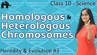 Heredity and Evolution Class 10  Homologous Heterologous Chromosomes CBSE  NCERT  3 [upl. by Kinom]