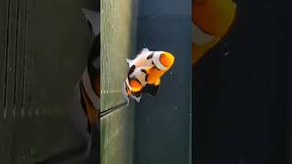 longfin clown fish rare mutation breed [upl. by Itteb248]