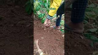 Home garden 🏠 tour tapioca malayali garden Tamil garden music trending [upl. by Acireit]