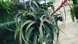 Tillandsia xerographica [upl. by Kotta993]