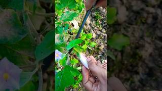 🍆Harvesting youtubeshorts garden harvest ytshort shorts [upl. by Notnats]