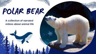 Polar Bear Video  Animal Video  Animal Educational Video  Cartoon [upl. by Micky]