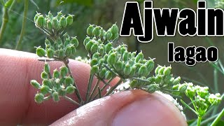 How to Grow Ajwain From Seeds  First Video on Youtube With Result Urduhindi [upl. by Beshore302]