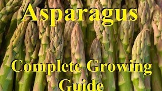 How To Grow Asparagus  Complete Growing Guide [upl. by Aitnahs]