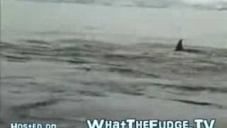 Penguin Escapes Death From Killer Whales By Jumping on Boat [upl. by Arabele]