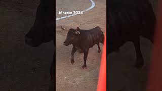 Inauguración de la plaza de toros de Morata de tajuña [upl. by Adnohral708]