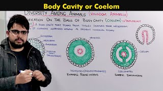 Understanding the Body Cavity Coelom In animals [upl. by Ennaeiluj]