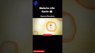 maleriya life cycle sjnursingclasses sunilsir maleriyalifecycle lifecycle mosquito fever med [upl. by Merle763]