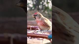 🩷 Common redpoll 🩷 [upl. by Ydissac]