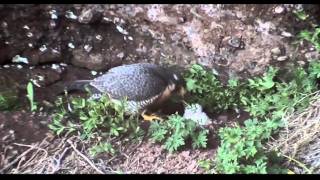 Peregrine Falcon feeding 2 day old young [upl. by Socha]