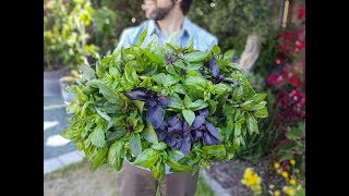 How to Harvest Basil to Create Bushy Plants amp Increase Yields [upl. by Lenroc]