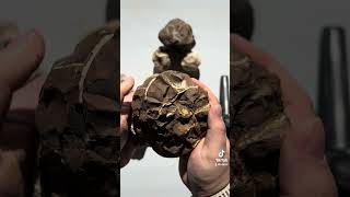 Large Septarian Nodule rockhounding rocks minerals education crystal science cool mining [upl. by Annahsohs]